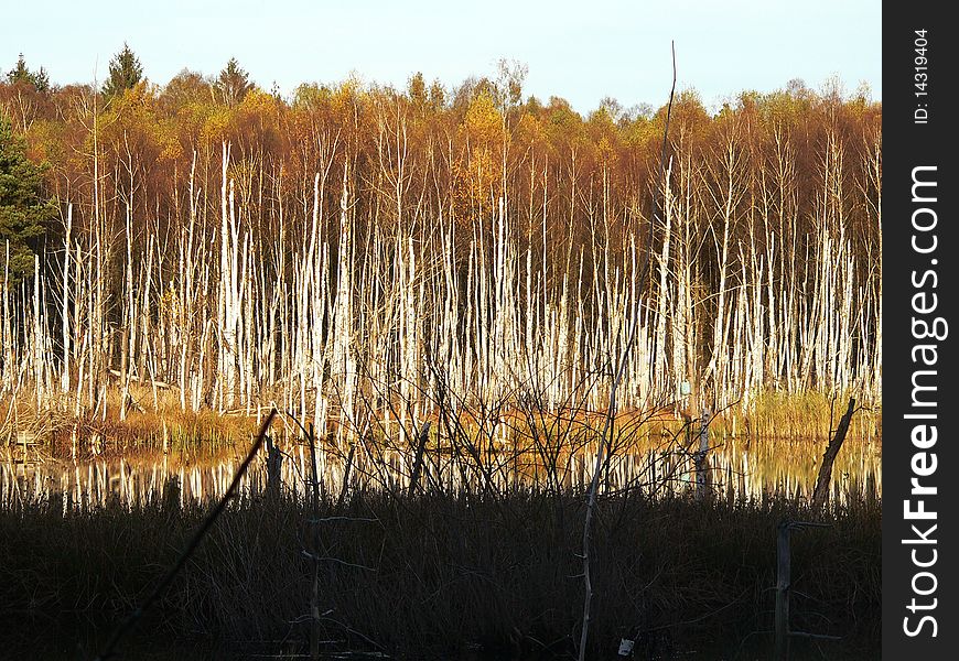 Flooded forest with lots of dead birches trees. Flooded forest with lots of dead birches trees