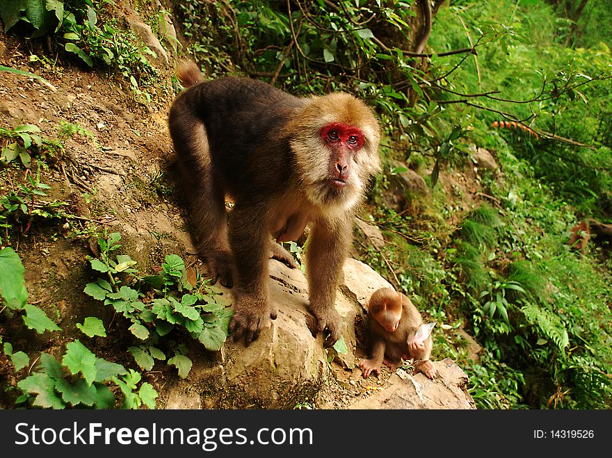 Down feeding the monkeys, taken in July 2007 China's Sichuan Emeishan