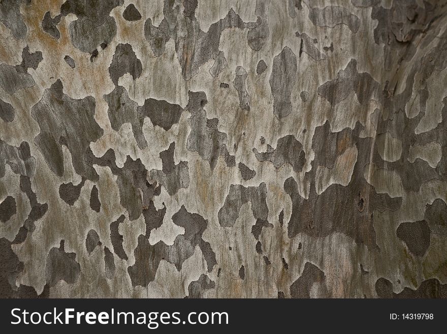 Bark of an old  tree. Bark of an old  tree.