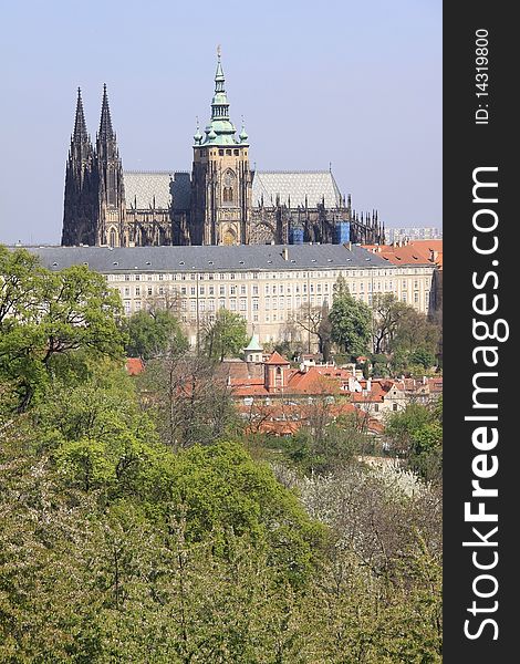 The View on the Prague's gothic Castle with flowering trees and green grass