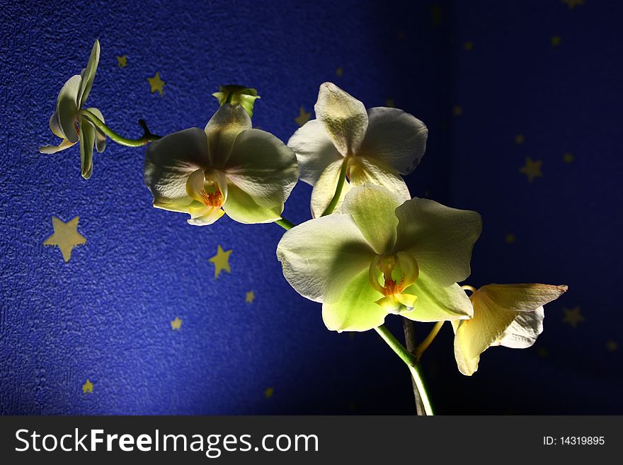 Orchid on the dark blue background. Orchid on the dark blue background