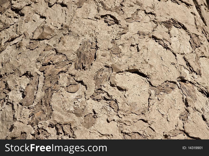 Bark of an old pine tree. Bark of an old pine tree.