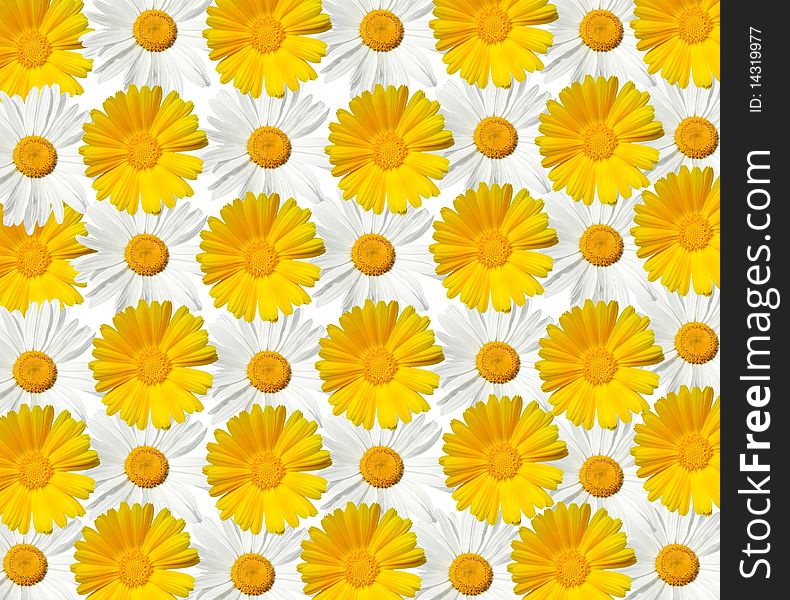 White and yellow daisy texture - high resolution