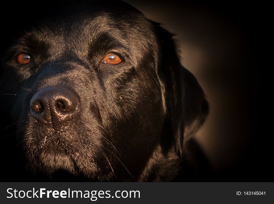 Black Labrador Portrait At Sunrise