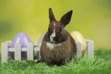 Little Cute Baby Rabbit And Easter Eggs Royalty Free Stock Photos
