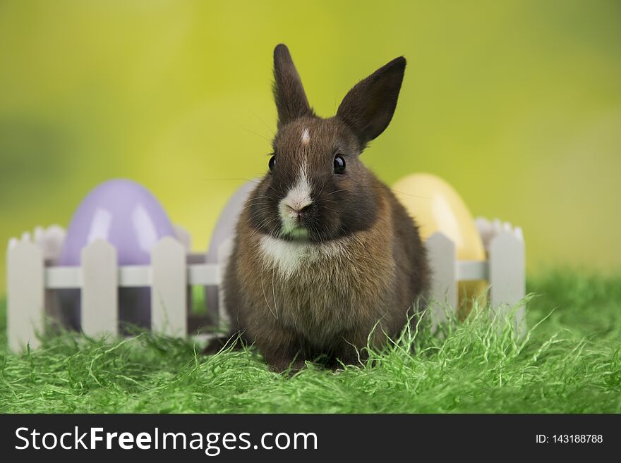 Happy easter, Baby bunny, rabbit and egg on green background. Happy easter, Baby bunny, rabbit and egg on green background