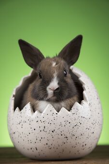 Bunny, Rabbit And Easter Eggs On Green Background Royalty Free Stock Photos