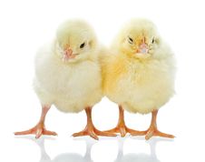Two Yellow Chicks Royalty Free Stock Images