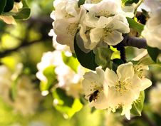 Spring Blossoms With A Bee Macro Royalty Free Stock Photography