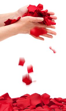 Rose Petals Stock Photo Rose Petals Stock Photo