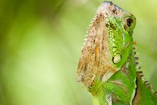 Green Iguana Stock Image Green Iguana Stock Image