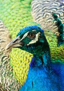 Peacock Stock Photos