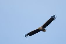 White Tailed Eagle In Flight Stock Photo
