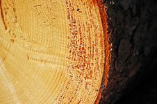 A Sawn End Of Pine Log Close-up Royalty Free Stock Photography A Sawn End Of Pine Log Close-up Royalty Free Stock Photography