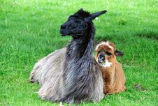 Alpaca Family Royalty Free Stock Photography Alpaca Family Royalty Free Stock Photography