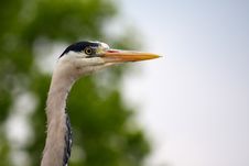 Grey Heron Royalty Free Stock Photography