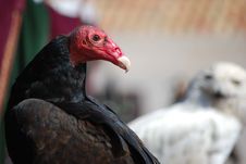 Cathartes Aura Stock Photos