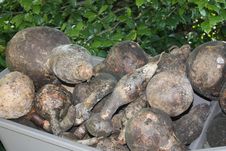 Dried Goose Gourds Stock Images Dried Goose Gourds Stock Images