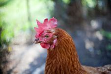 Chicken Stock Photos Chicken Stock Photos