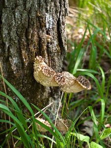 Mushrooms Growing On Tree Royalty Free Stock Photography Mushrooms Growing On Tree Royalty Free Stock Photography