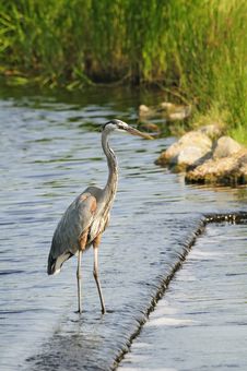 Heron Royalty Free Stock Image
