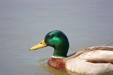 Male Mallard Duck Portrait With Copy Space Royalty Free Stock Photo
