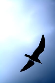 Blue Sky Sea Gull Silhouette. Stock Photos Blue Sky Sea Gull Silhouette. Stock Photos
