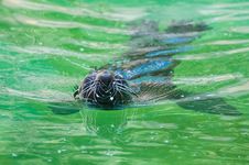 Fur Seal Stock Image Fur Seal Stock Image