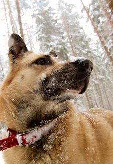 West Siberian Laika (Husky) Royalty Free Stock Photography West Siberian Laika (Husky) Royalty Free Stock Photography