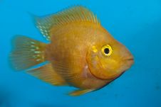 White Parrot Or US Parrot Cichlid In Aquarium Royalty Free Stock Photos