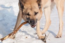 West Siberian Laika (Husky) Royalty Free Stock Photography West Siberian Laika (Husky) Royalty Free Stock Photography