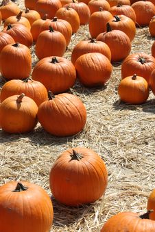 Field Of Orange Pumpkins Stock Photo Field Of Orange Pumpkins Stock Photo