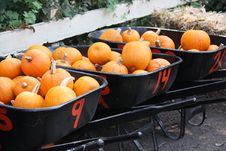 Three Black Wheelbarrows Of Orange Pumpkins Stock Photo Three Black Wheelbarrows Of Orange Pumpkins Stock Photo