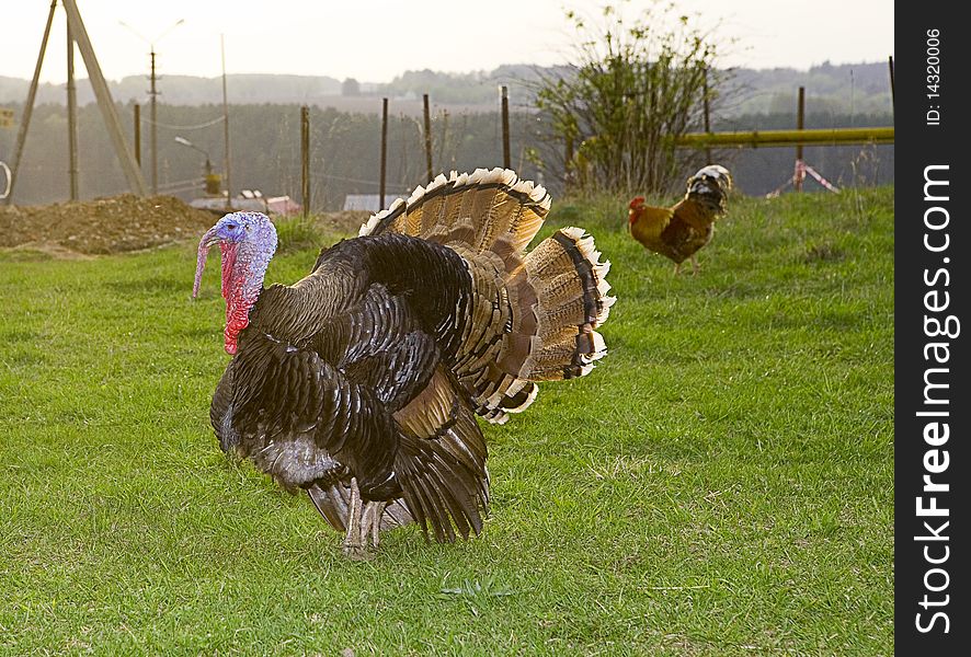 Wild male turkey in grass field