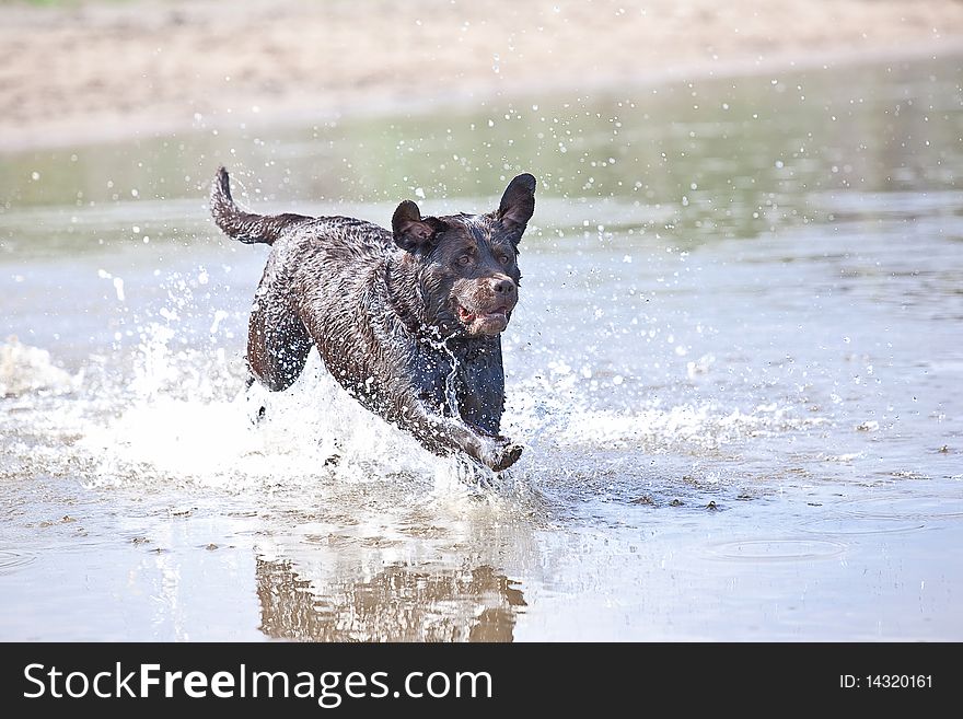 Brown Labrador Jumping In The Water