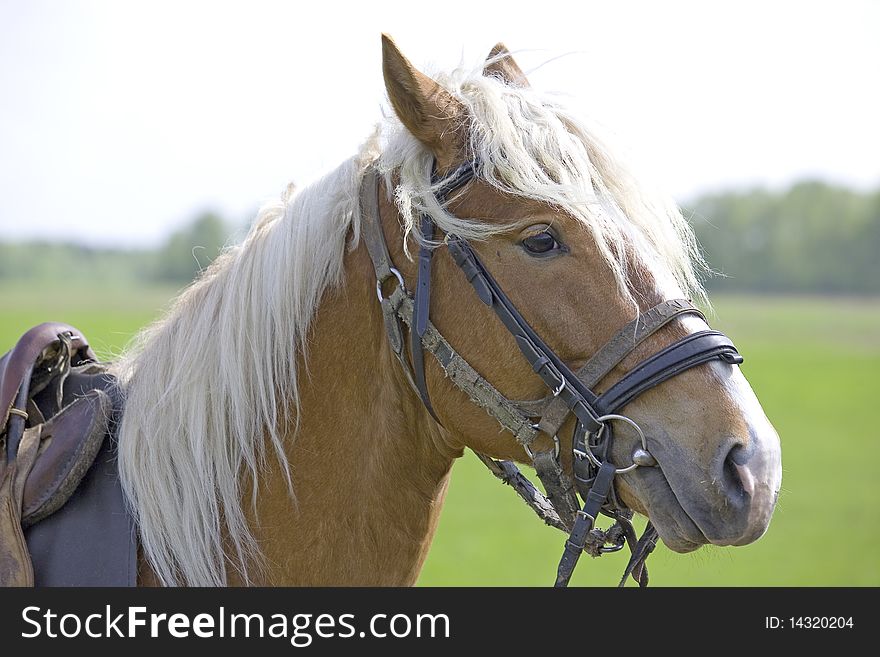 Horse looking at the camera