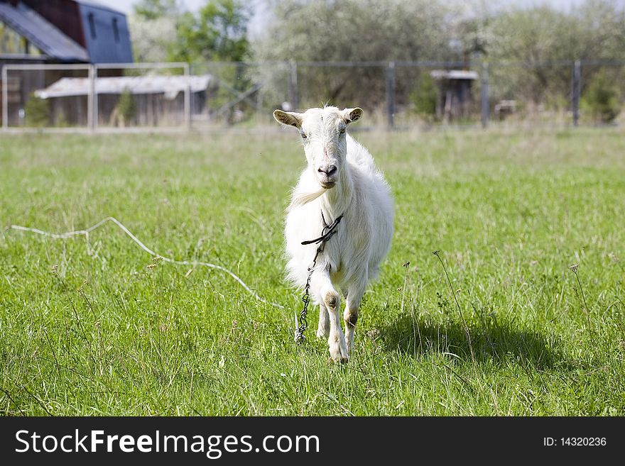 White goat on green grass