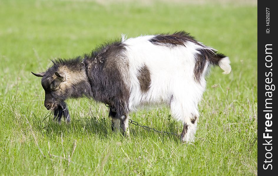 Black and white goat on green grass