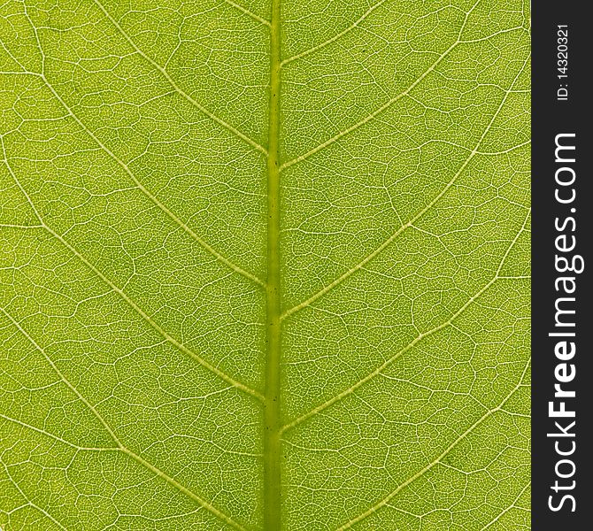 Green leaf texture, closeup macro
