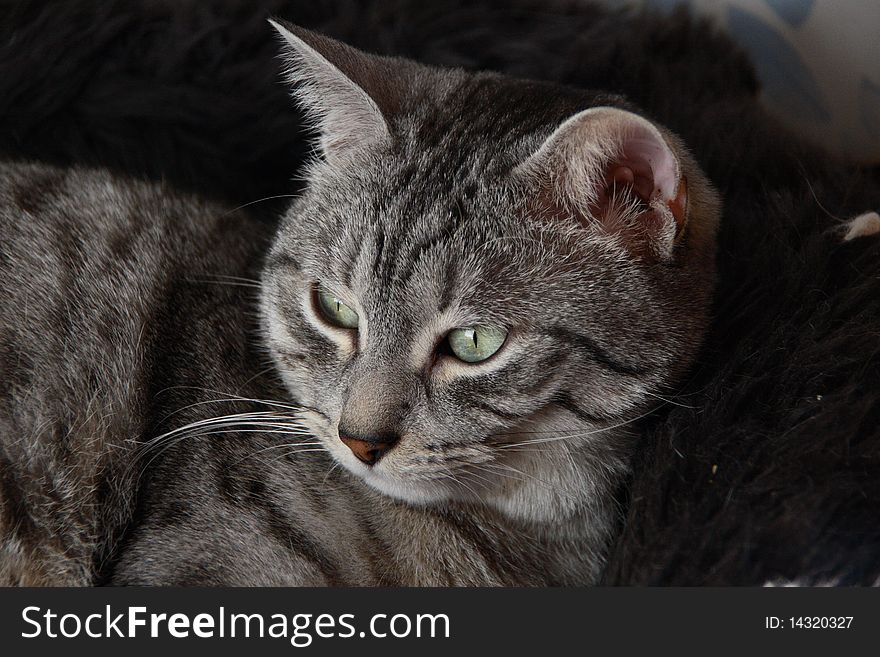 Gray tabby cat sitting in basket