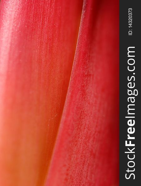 Close-up Of A Red Leaf