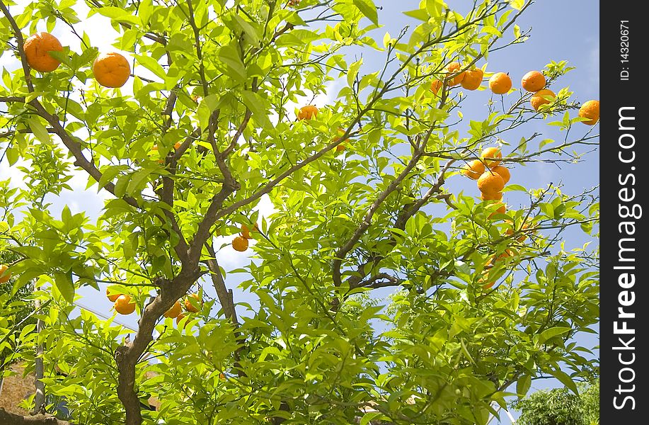 An orange tree against a blue sky
