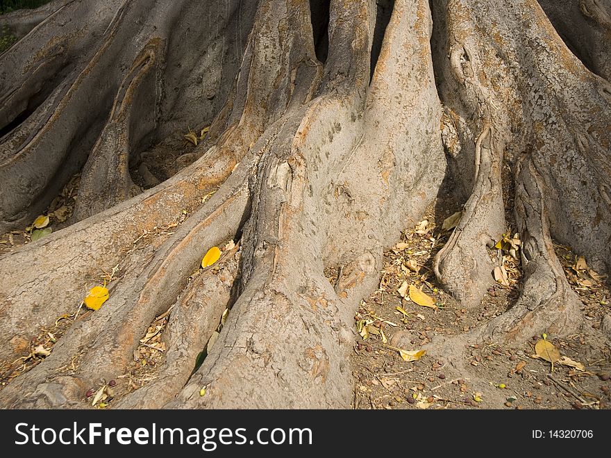 The spreading roots of a big tree
