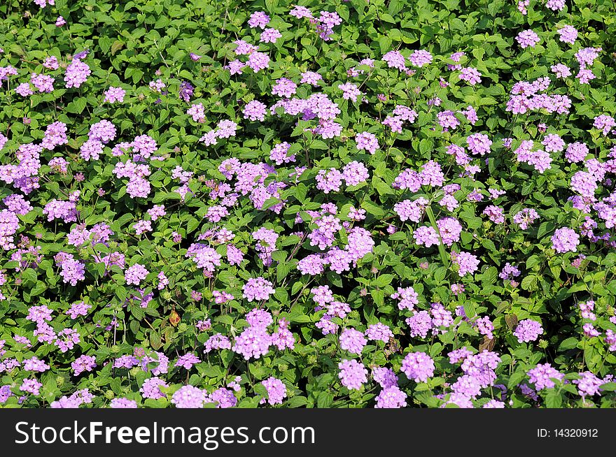 Many colourful beautiful flowers was planted at the side of the road. Many colourful beautiful flowers was planted at the side of the road