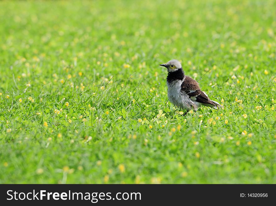 Baby bird on grass