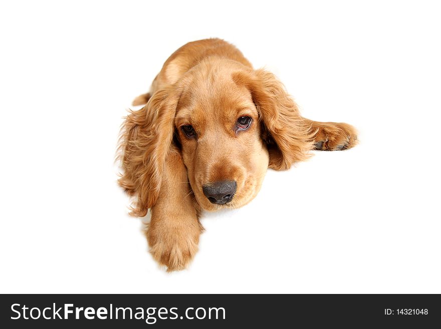 English Cocker Spaniel dog in front of a white background