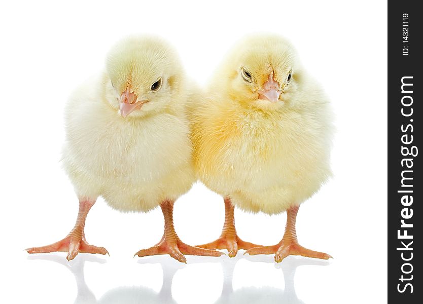 Two Yellow Chicks