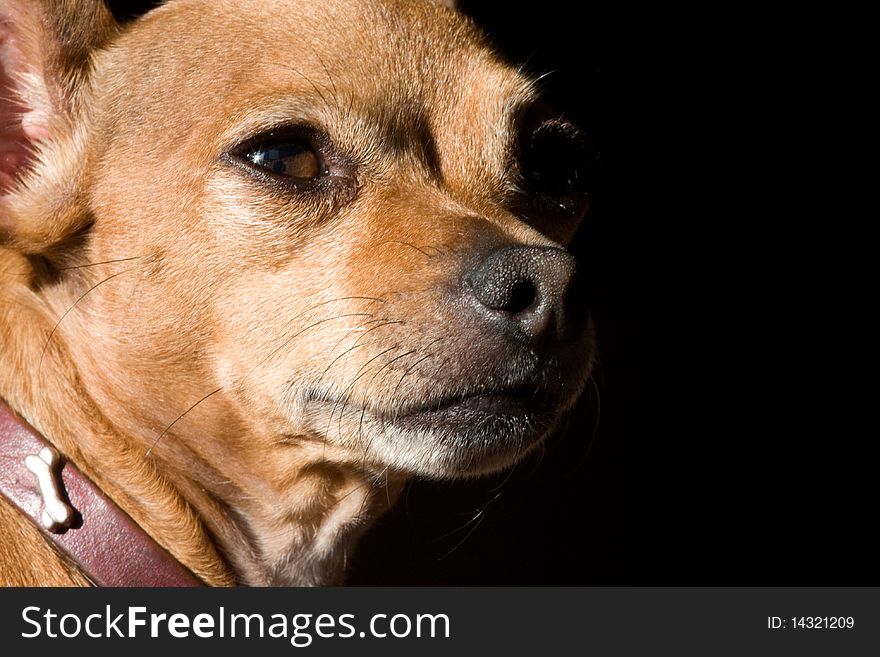 A close up of abrown chihuahua with a fierce independent expression. A close up of abrown chihuahua with a fierce independent expression