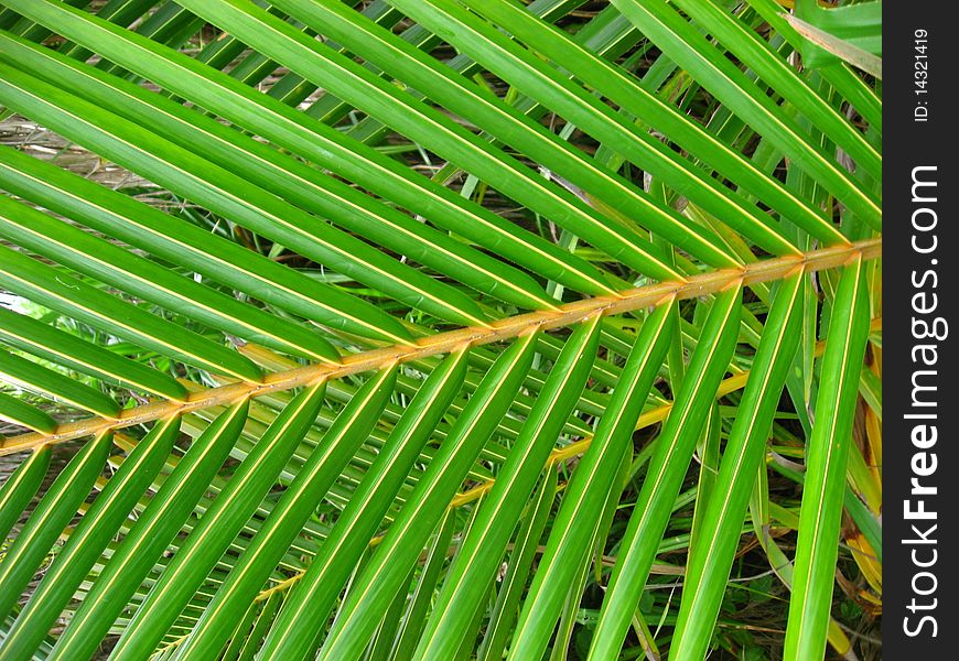 Palm tree big green leaf. Palm tree big green leaf.