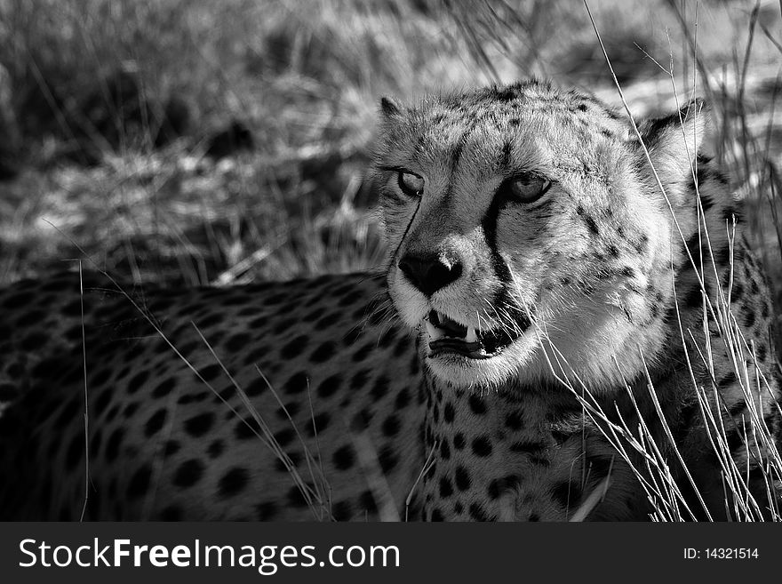 Discover wildlife in Namibia. Cheetah at rest. Discover wildlife in Namibia. Cheetah at rest.